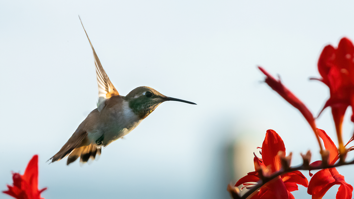 Washington Coast Humming Bird 06